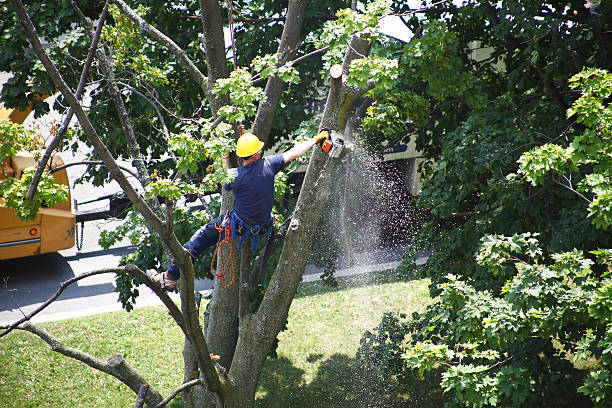 Best Tree Health Inspection  in Ferndale, PA
