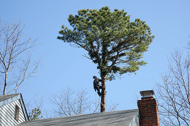 Ferndale, PA Tree Care Pros