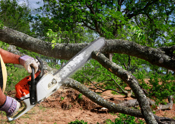How Our Tree Care Process Works  in  Ferndale, PA