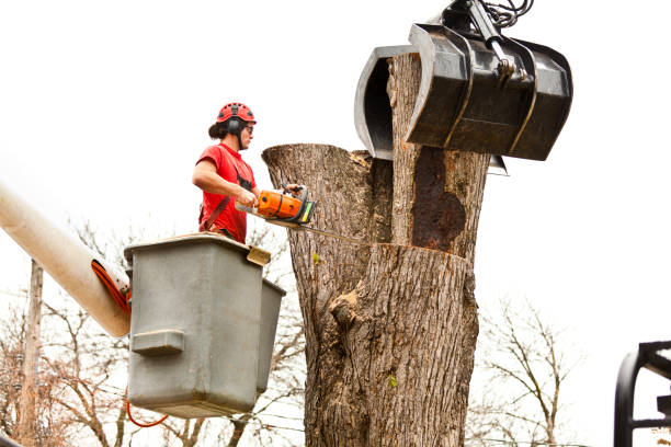Best Tree Removal  in Ferndale, PA